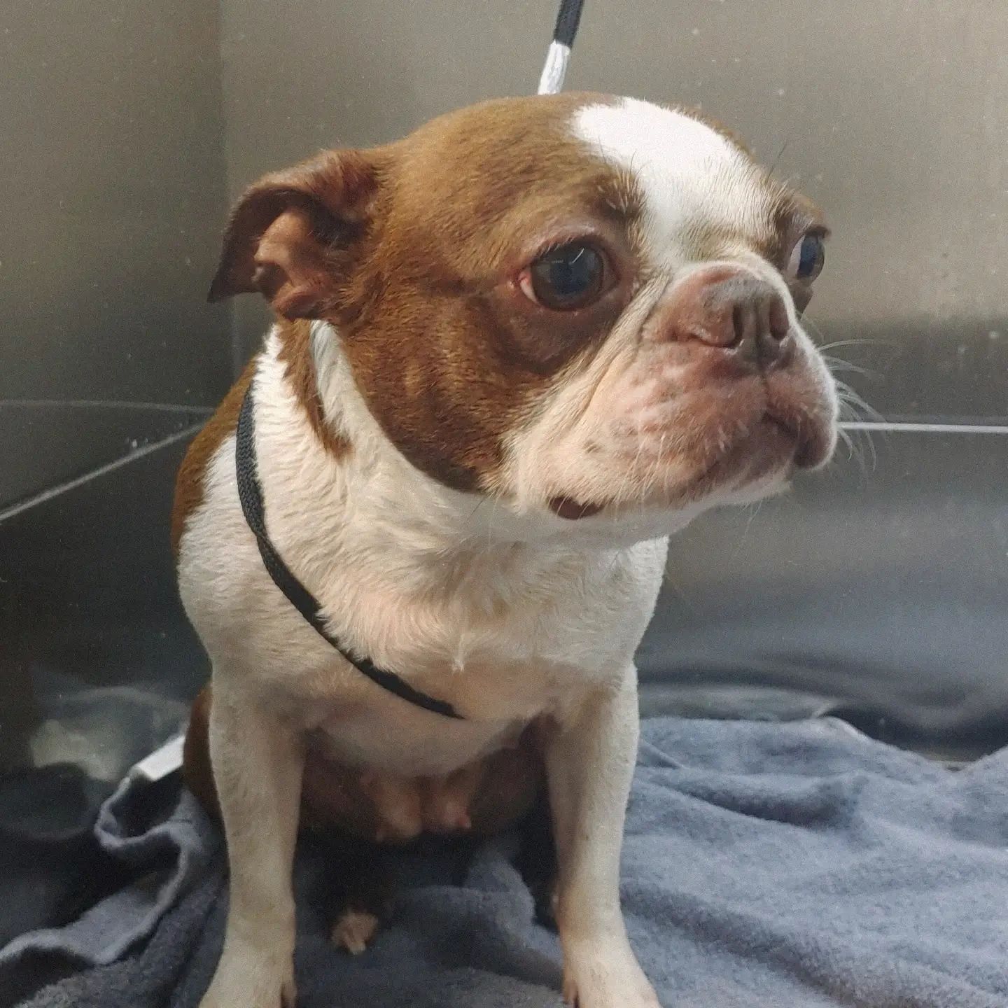 Boston terrier close up portrait