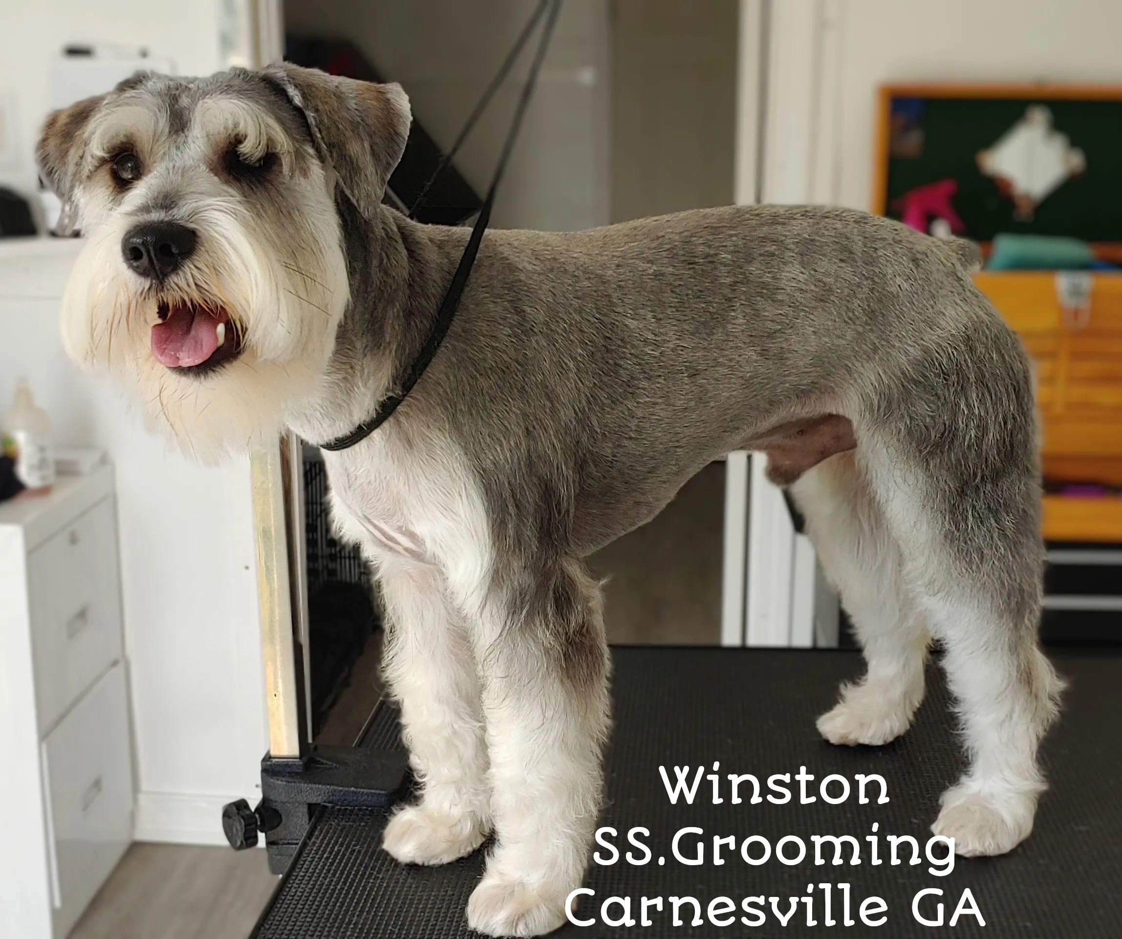 Fluffy dog after grooming