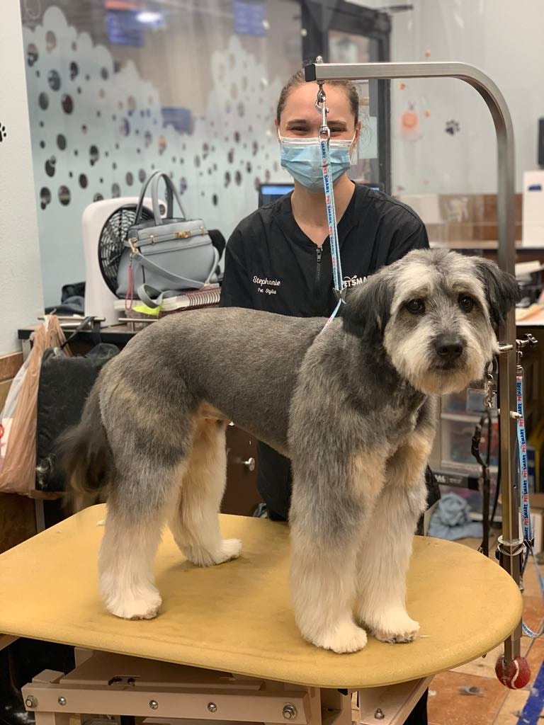 Freshly groomed poodle