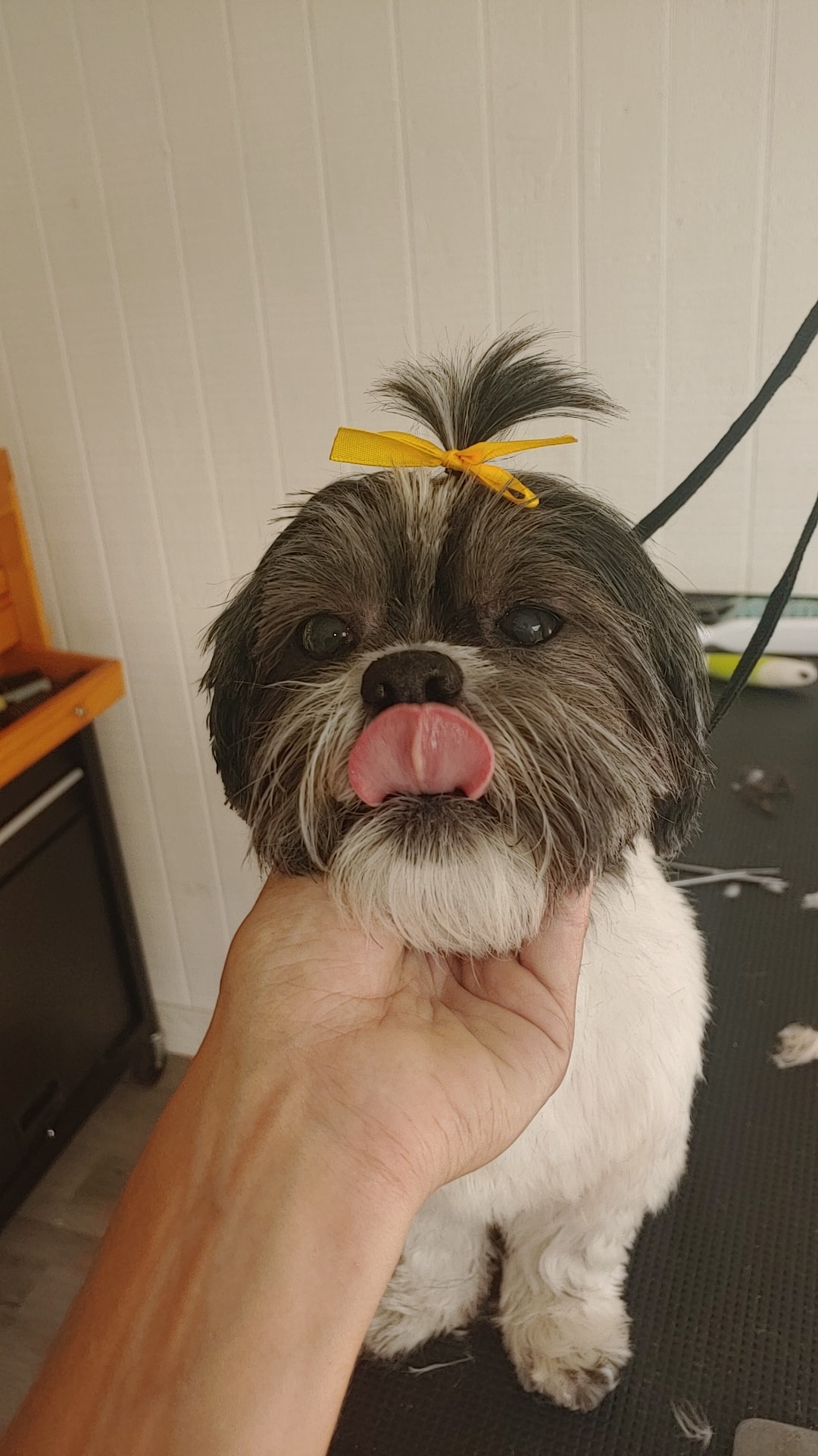 Shih tzu puppy after grooming